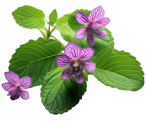 Melissa e rimedi naturali per il benessere