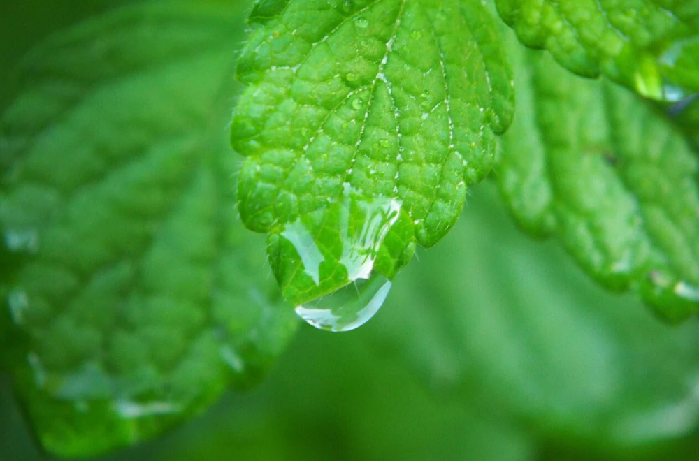 La melissa non è solo un rimedio naturale dalle straordinarie proprietà benefiche