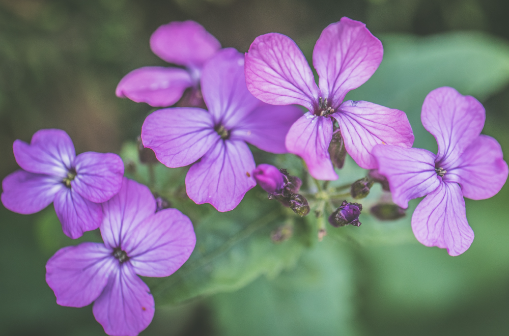 malva proprietà e benifici pianta officinale saporido