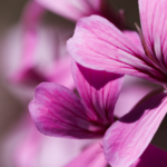malva-pianta-officinale-benefici-proprietà-usi-saporido