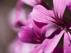 malva-pianta-officinale-benefici-proprietà-usi-saporido