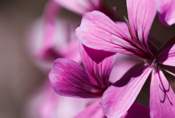malva-pianta-officinale-benefici-proprietà-usi-saporido