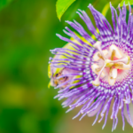 passiflora-pianta-officinale-proprietà-e-benefici