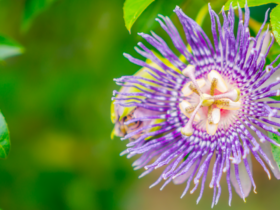passiflora-pianta-officinale-proprietà-e-benefici