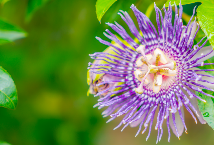 passiflora-pianta-officinale-proprietà-e-benefici