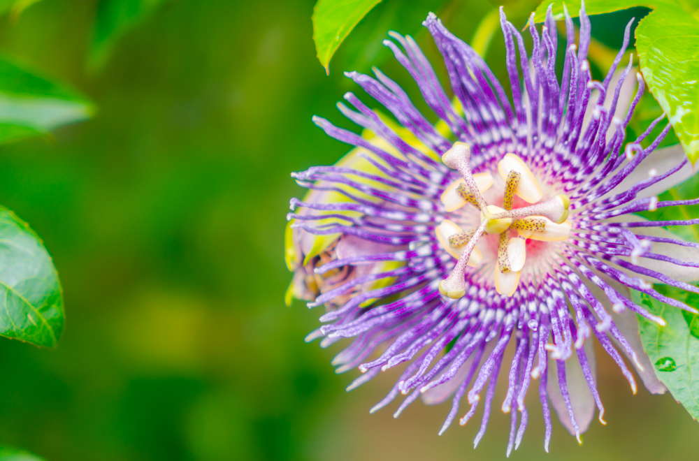 passiflora-pianta-officinale-proprietà-e-benefici