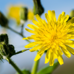 tarassaco-benefici-proprietà-usi-rimedi-naturali-saporido
