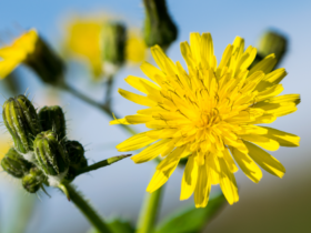 tarassaco-benefici-proprietà-usi-rimedi-naturali-saporido