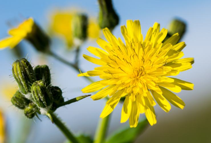 tarassaco-benefici-proprietà-usi-rimedi-naturali-saporido