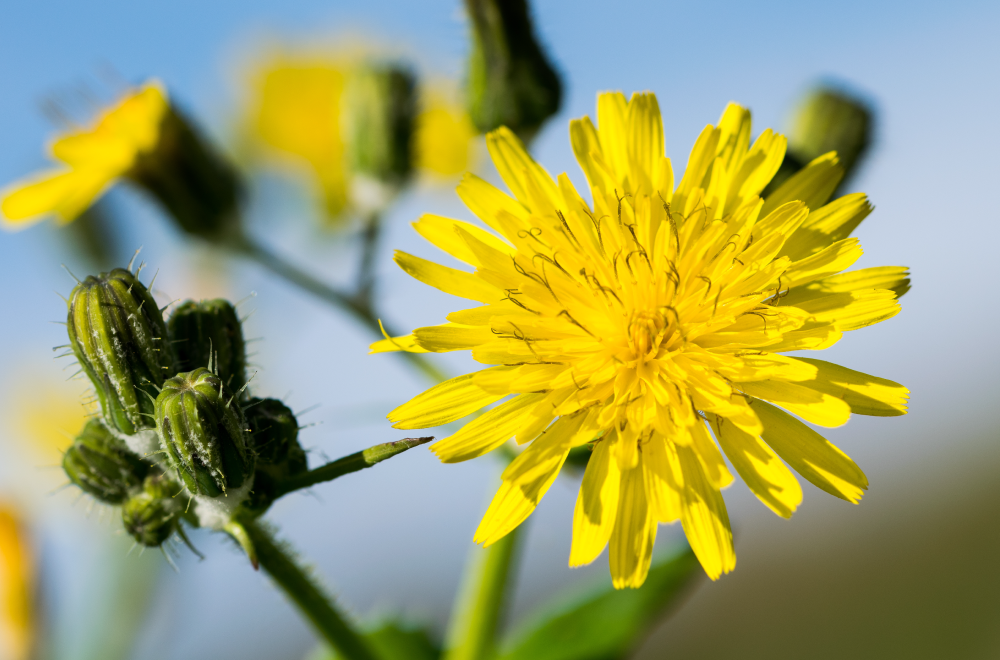 tarassaco-benefici-proprietà-usi-rimedi-naturali-saporido