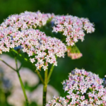 valeriana-pianta-officinale-proprietà-e-benefici