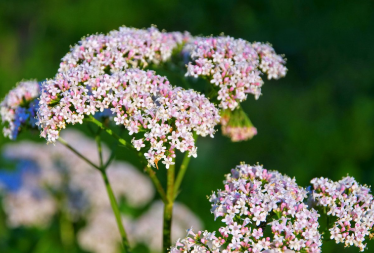 valeriana-pianta-officinale-proprietà-e-benefici