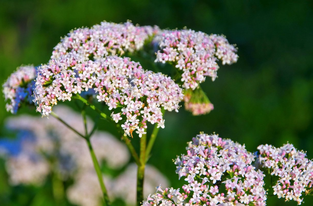 valeriana-pianta-officinale-proprietà-e-benefici