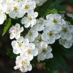 biancospino-proprietà-benefici-usi