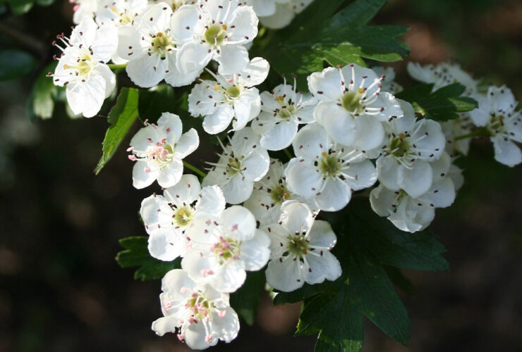 biancospino-proprietà-benefici-usi