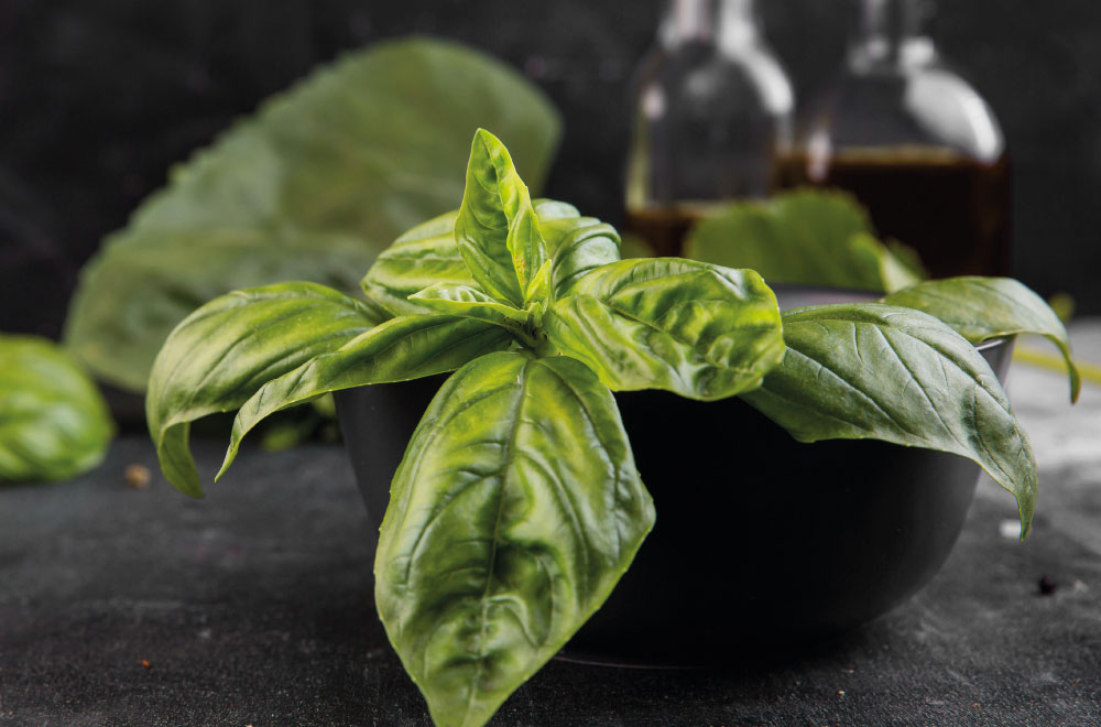 pianta basilico proprietà e benefici