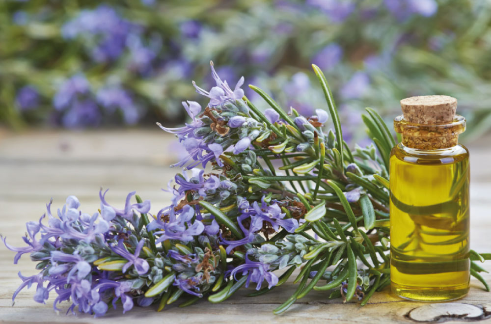 olio essenziale di rosmarino è famoso per le sue proprietà antibatteriche e antinfiammatorie