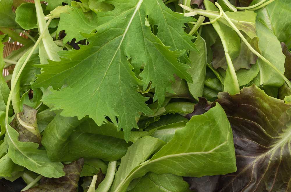 tra i principali benefici della rucola c'è l’azione antiossidante