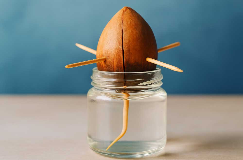 Germinazione seme di Avocado Pronto per Crescere