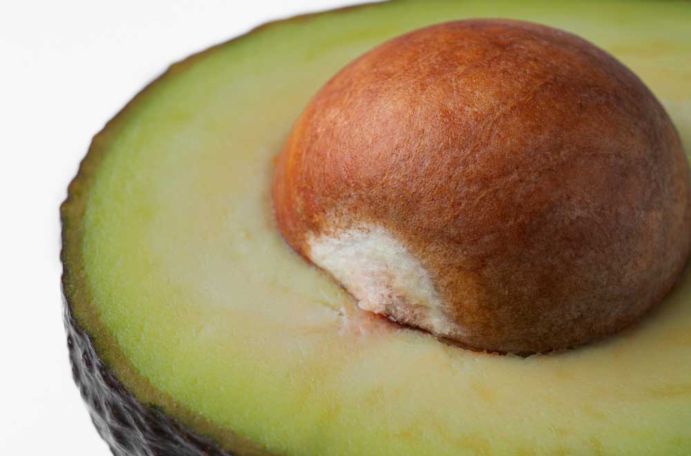 seme di avocado da piantare