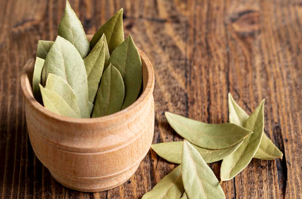 Alloro: Benefici, Usanze e Ricette